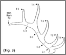 SCI Measuring System for NAEBA Antler Competitions